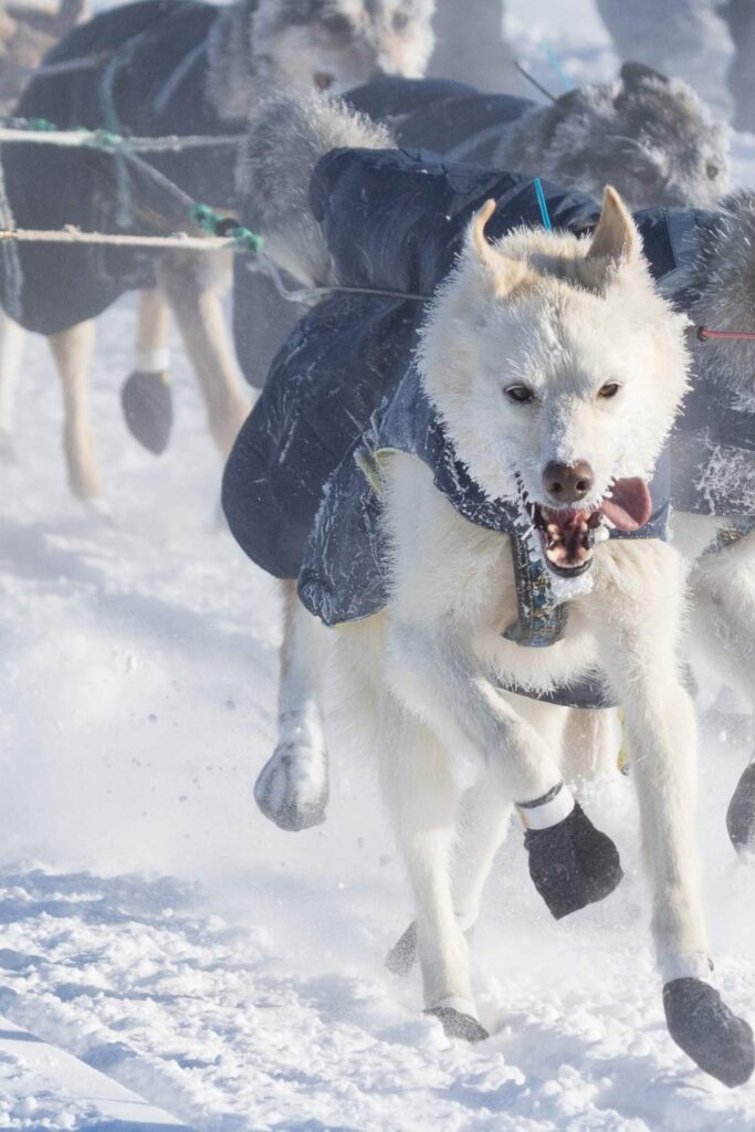 Dog sled in Fairbanks