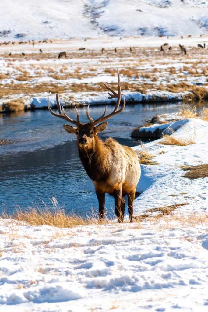 Elk refuge in Jackson Hole