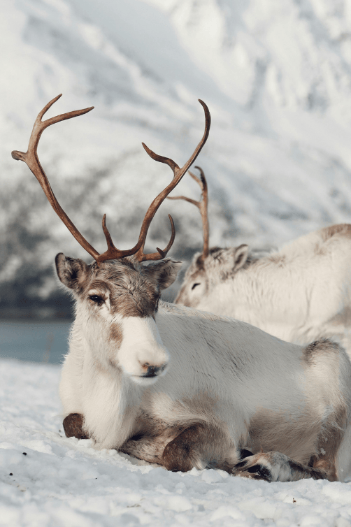 reindeer