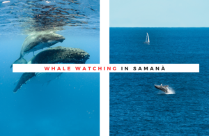 Whale Watching Samana, Dominican Republic