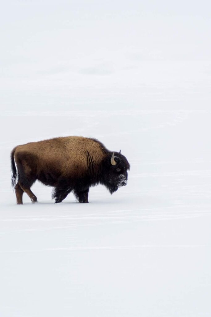 bison in winter in Jackson Hole
