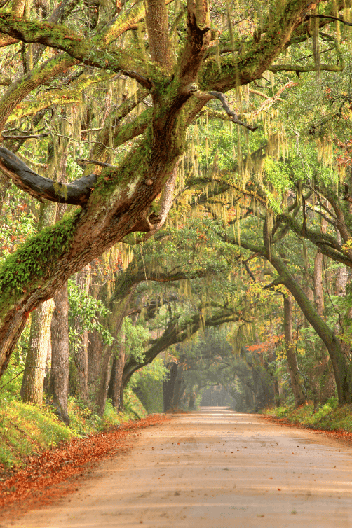 charleston road