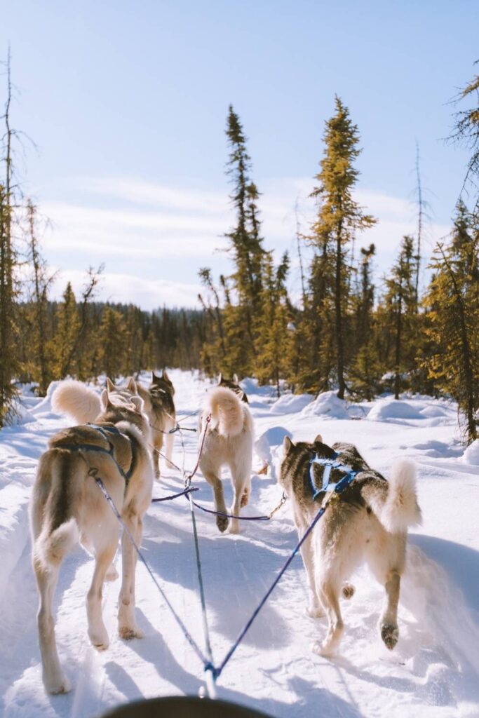 dog sled in winter