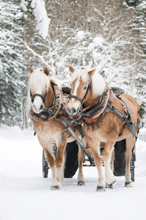 horse carriage