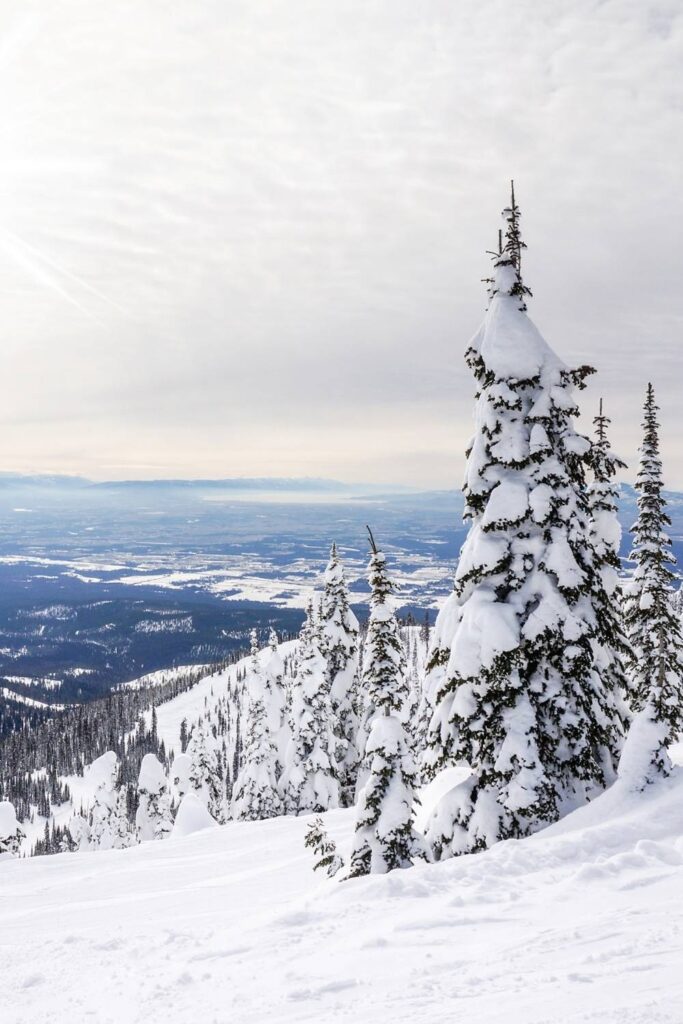 snow pine