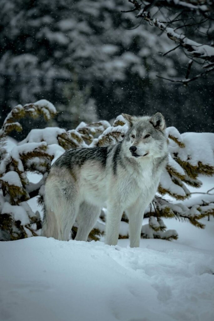 wolf yellowstone