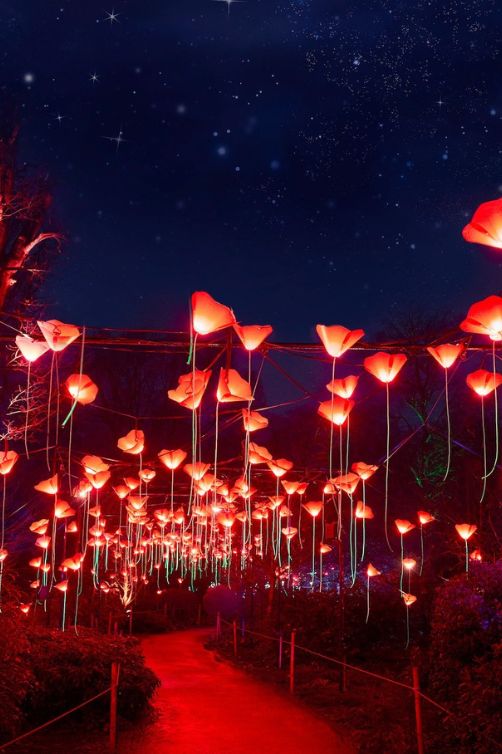 Lightscape at Brooklyn Botanic Garden