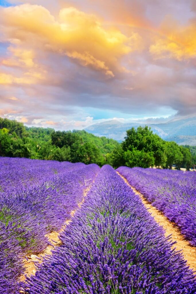 Lavender Fields in Valensole, Provence, France.