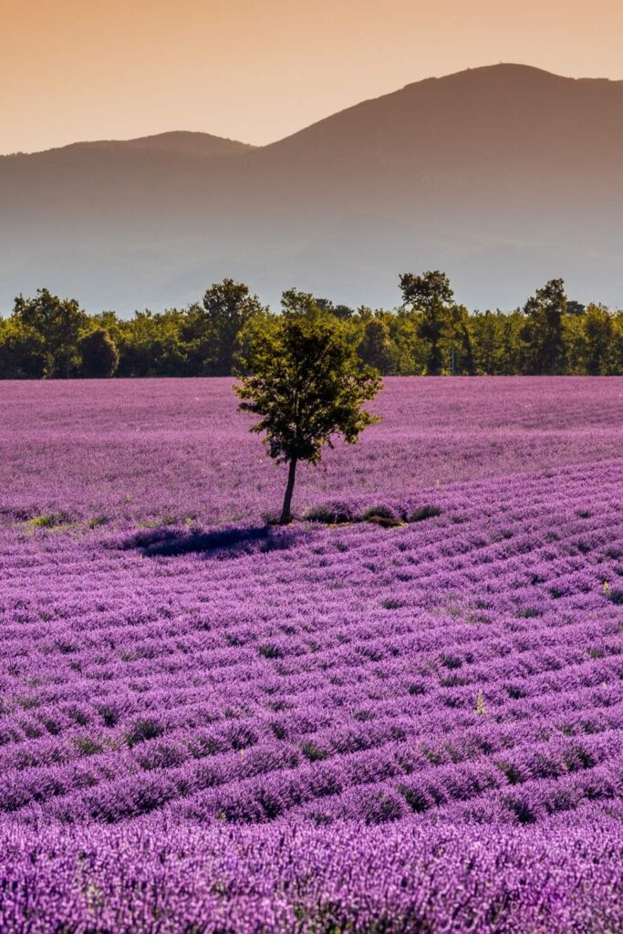 Lavender Fields at sunset in Provence
